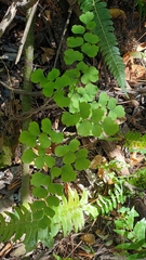 Adiantum chilense