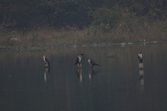 Phalacrocorax carbo