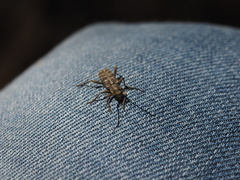 Pempsamacra dispersa