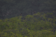 Acridotheres tristis