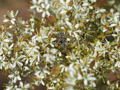 Pempsamacra dispersa