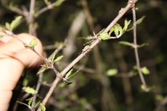 Chalepistes spermophilus