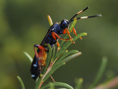 Ichneumon promissorius