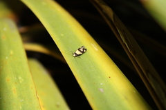 Opogona comptella