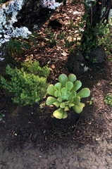 Aeonium arboreum