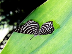 Hyphilaria thasus
