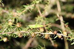 Conocephalus bilineatus