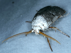 Cryptophasa irrorata