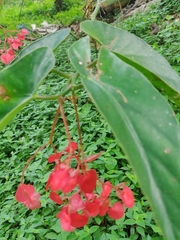 Begonia coccinea