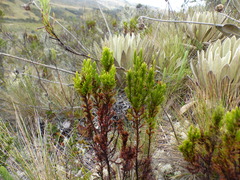 Hypericum juniperinum
