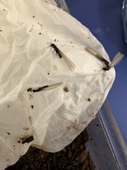 Reticulitermes tibialis