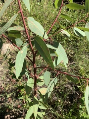 Eucalyptus camaldulensis