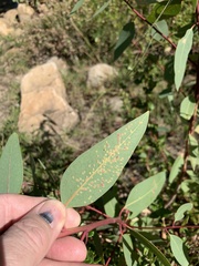 Eucalyptus camaldulensis