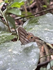Chloreuptychia herseis