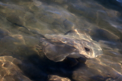 Hemitrygon fluviorum