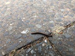 Ommatoiulus sabulosus