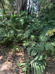 Monstera deliciosa