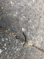 Ommatoiulus sabulosus