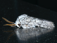 Cryptophasa irrorata