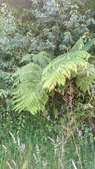 Lophosoria quadripinnata