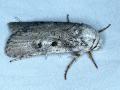 Cryptophasa irrorata