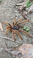 Phrixotrichus scrofa