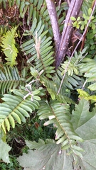 Blechnum chilense