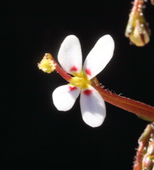 Stylidium kalbarriense