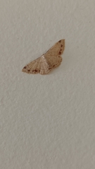Cyclophora semirosea