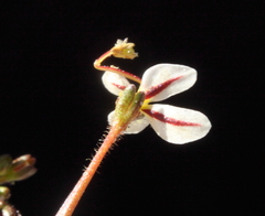 Stylidium kalbarriense