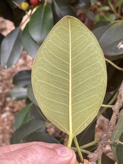 Ficus macrophylla