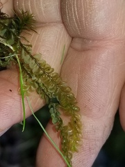 Chiloscyphus pallescens