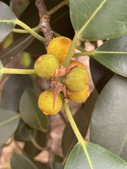 Ficus macrophylla