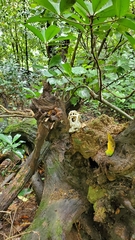 Ileodictyon cibarium