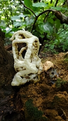 Ileodictyon cibarium