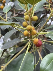 Ficus macrophylla