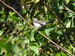 Ochthoeca rufipectoralis