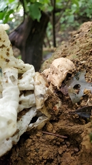 Ileodictyon cibarium