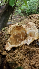 Ileodictyon cibarium