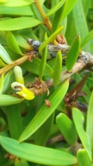 Podocarpus