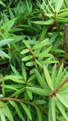 Podocarpus