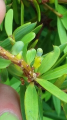 Podocarpus