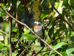 Ochthoeca rufipectoralis