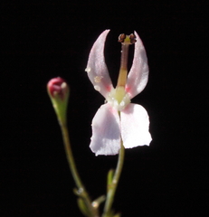 Stylidium petiolare