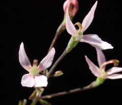 Stylidium petiolare