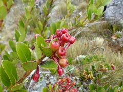 Macleania rupestris
