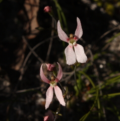 Stylidium petiolare