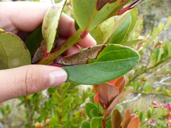 Macleania rupestris
