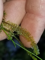 Chiloscyphus pallescens