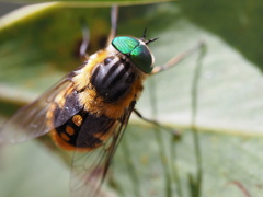 Scaptia auriflua